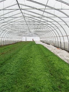 Greens in January