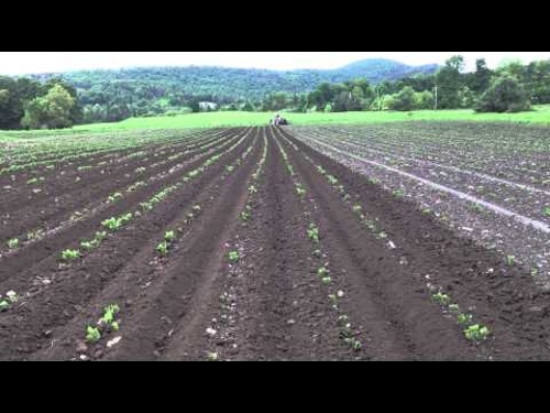 Farm video, Potato Hilling, 2013